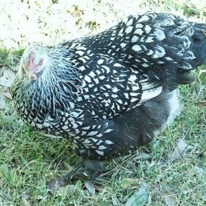 Silver Laced Cochin