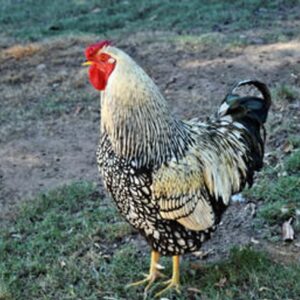 BLACK LACED SILVER WYANDOTTE