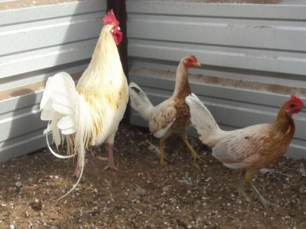 Spanish Gamefowl - Image 2