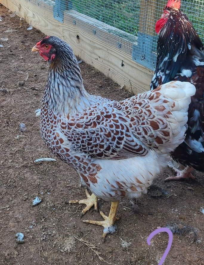 Splash Laced Red Wyandottes - Image 3