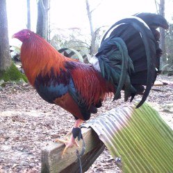 Blueface Hatch Game Fowl - Image 2