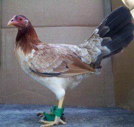 Sweater Gamefowl - Image 2