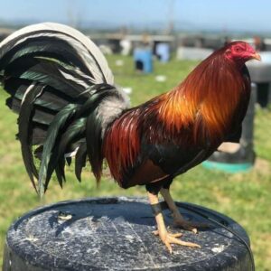 Yellow Leg Hatch Albany