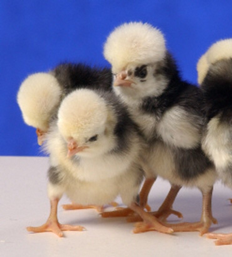 White Crested Black Polish Chicken - Image 3