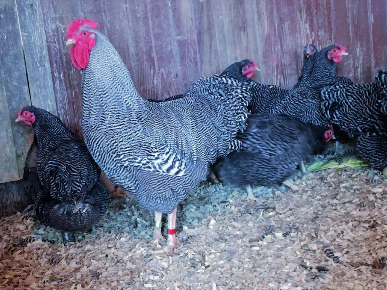 BARRED ROCK BANTAM CHICKS
