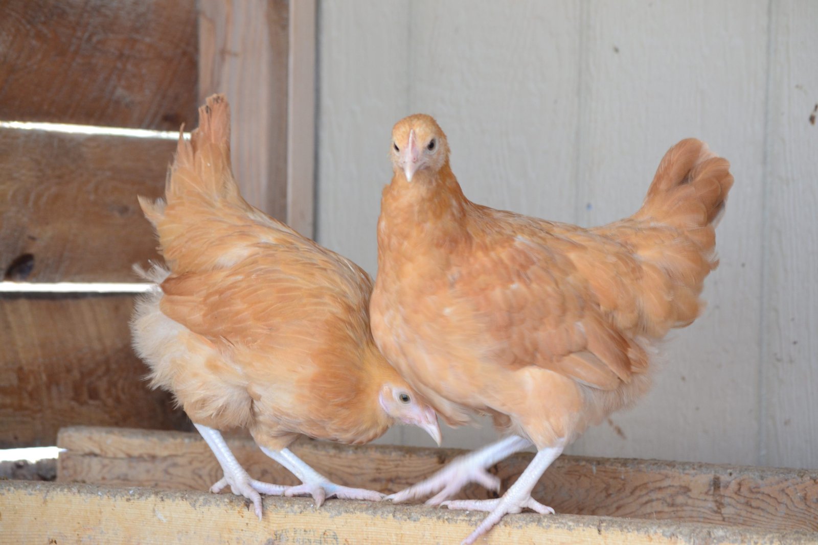 Buff Orpington Started Pullet