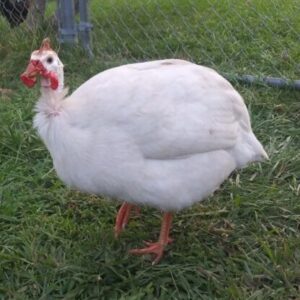 White African Guinea