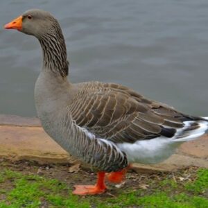 Toulouse Geese