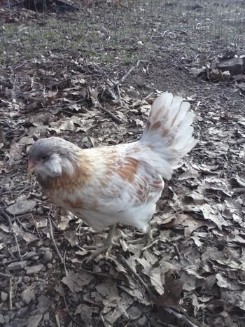 Easter Egger Started Pullet - Image 3