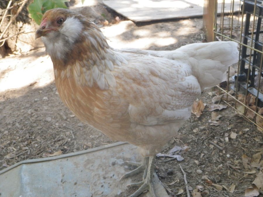 Easter Egger Started Pullet - Image 2