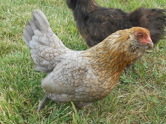 Easter Egger Bantam - Image 3