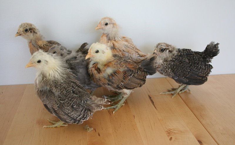 Easter Egger Bantam - Image 4