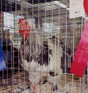 Light Brahma Chicken