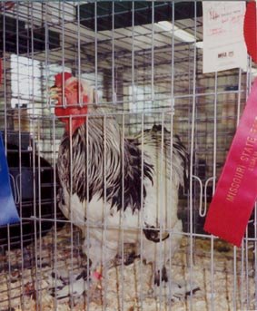 Light Brahma Chicken