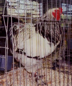 Light Brahma Chicken - Image 2