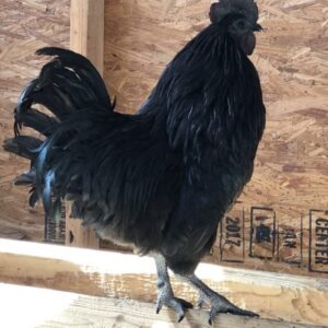 ayam cemani black rooste