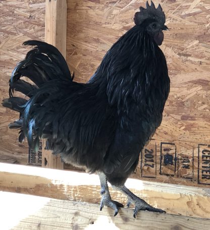 ayam cemani black rooste