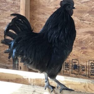 ayam cemani black rooste