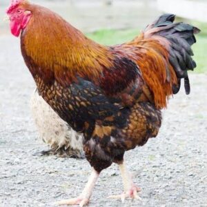 Black Laced Golden Wyandotte Chicken
