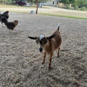 3 Full Blood Nigerian Dwarf - Kid - Bucks