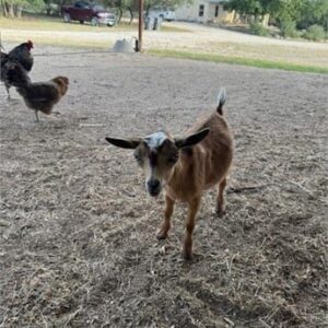 3 Full Blood Nigerian Dwarf - Kid - Bucks