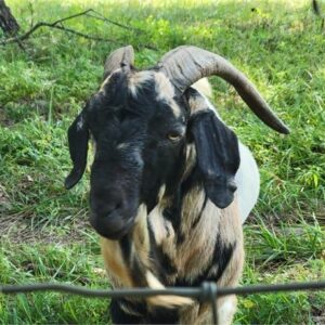 1 Boer, Spanish - Bucks