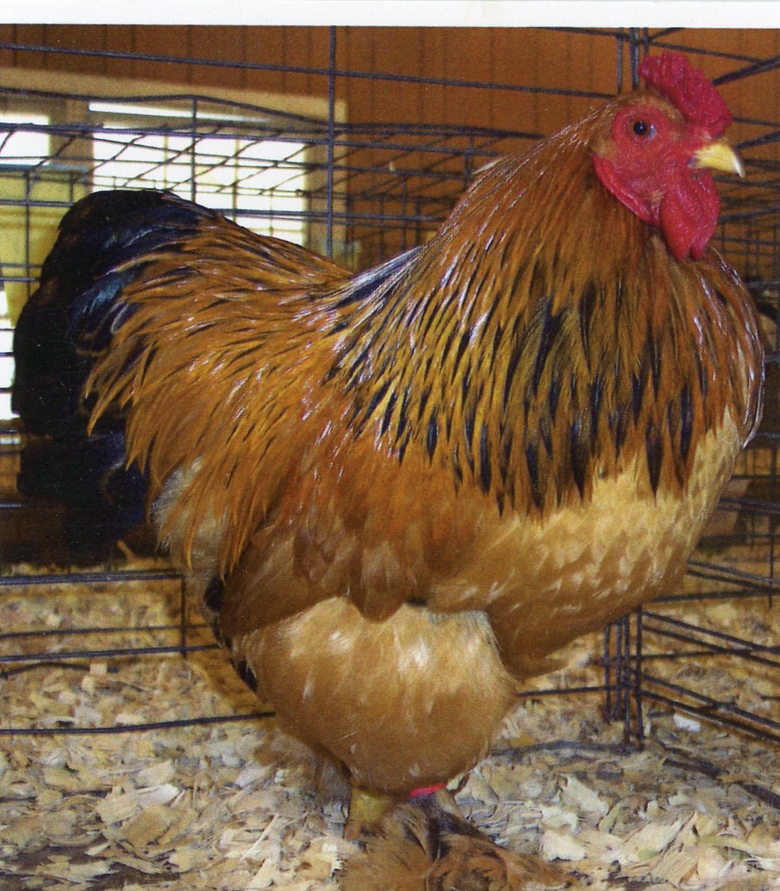 Buff Brahma Bantam (Male)