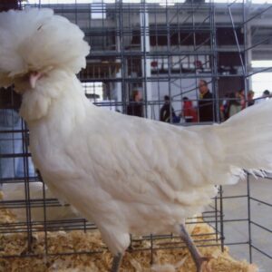 White Polish Chicken