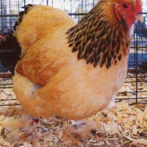 Buff Brahma Bantam (Female)