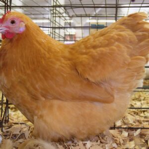 buff orpington bantams for sale​