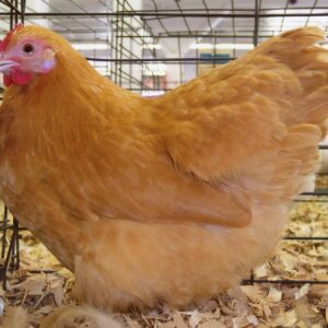 buff orpington bantams for sale​