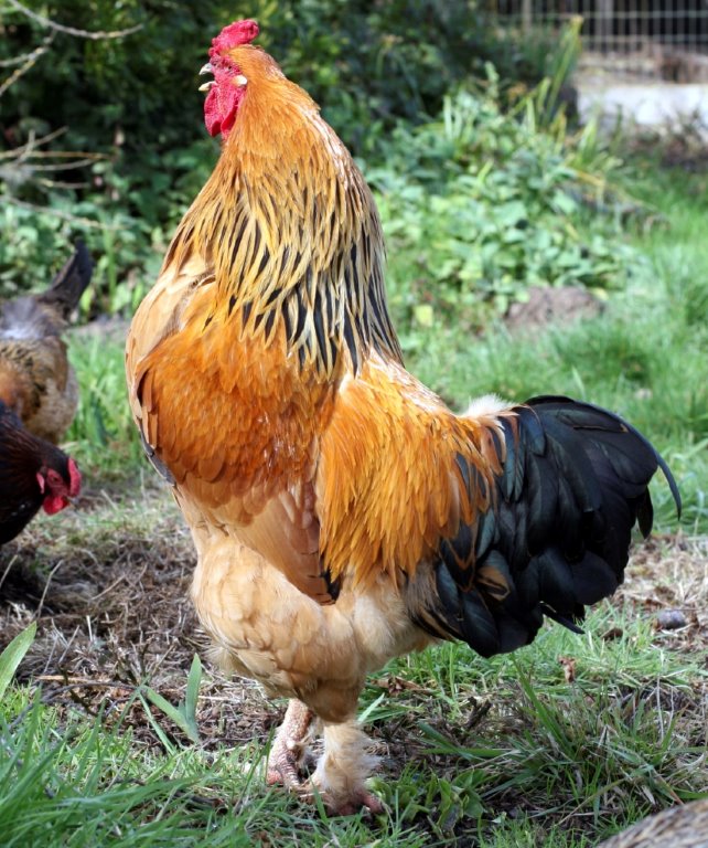 Buff Brahma Chicken (Male)