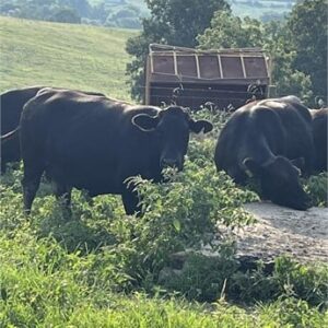 19 Angus - Cows