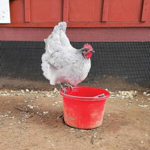 Lavender Ameraucana Chicken