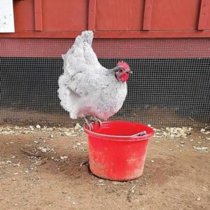 Lavender Ameraucana Chicken