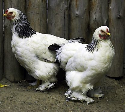Light Brahma Started Pullet - Image 2
