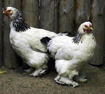 Light Brahma Started Pullet - Image 2