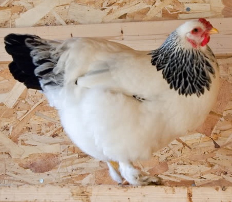 Light Brahma Started Pullet - Image 3