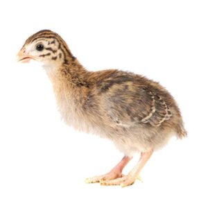 4 Peachicks & 15 Keets - Assorted