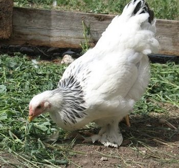 Light Brahma Started Pullet