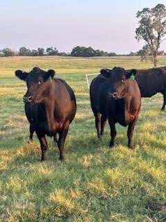 46 Angus - Cows