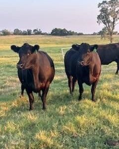 46 Angus - Cows