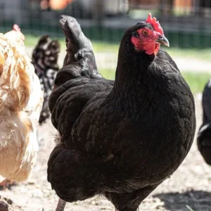 black australorp pullets