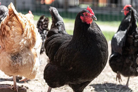 black australorp pullets