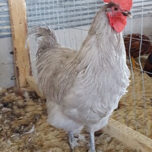 Lavender Orpington Chicken (Male)