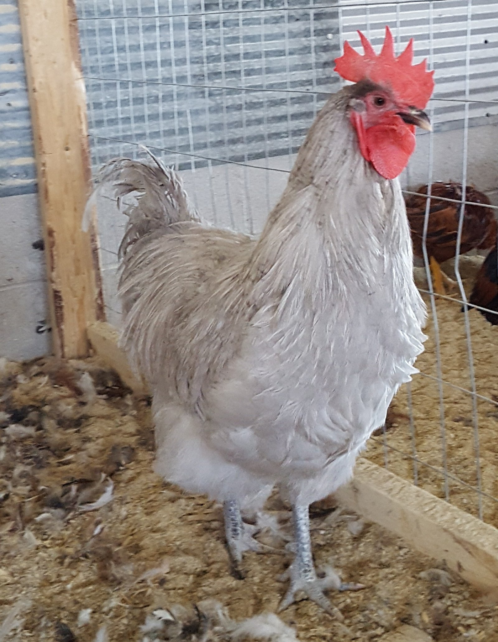 Lavender Orpington Chicken (Male)