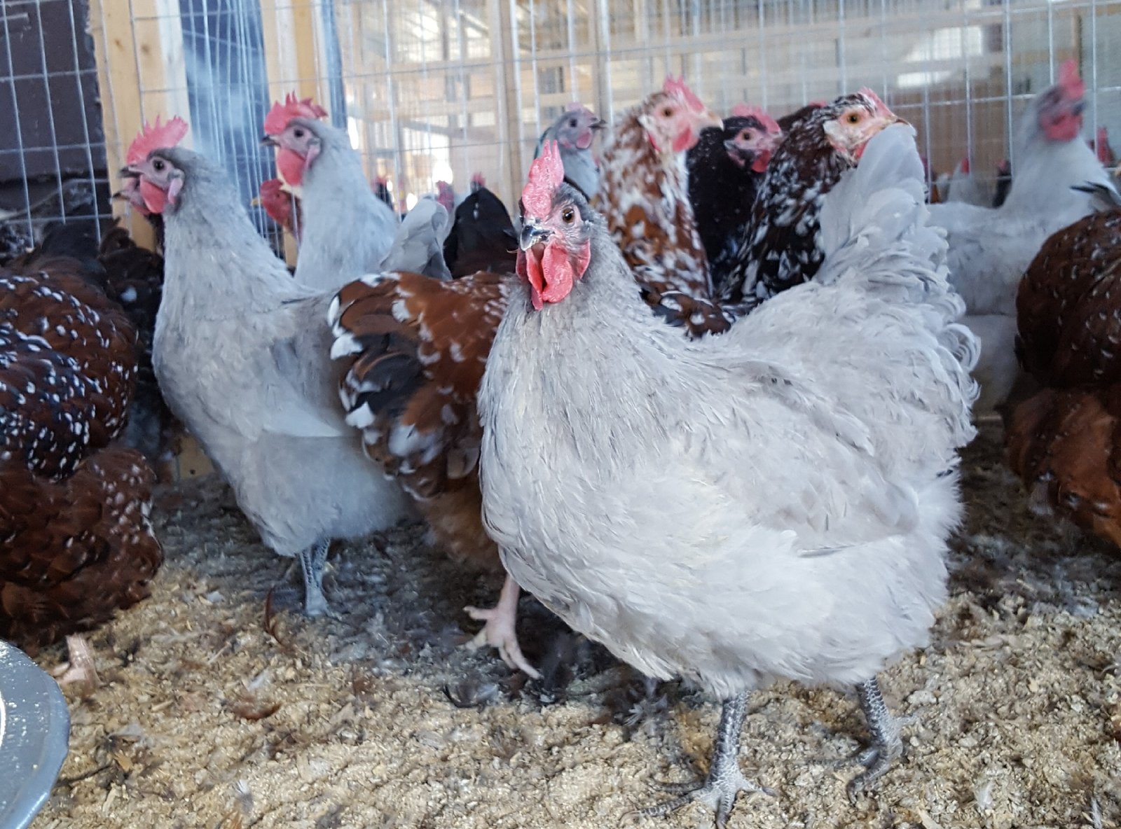 lavender orpington chickens