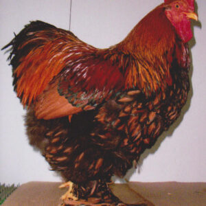 GOLD LACED STANDARD COCHIN