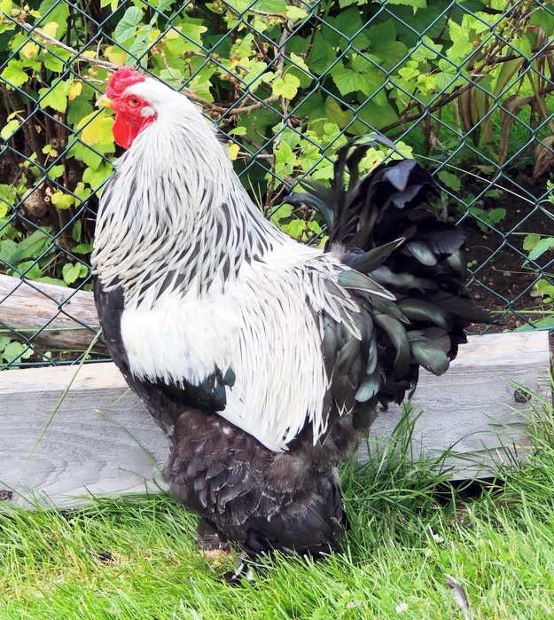 Dark Brahma Chicken (Male)