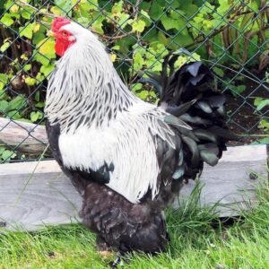 Dark Brahma Chicken (Male)